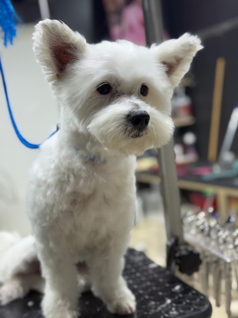 PeTS Grooming - Foto 4