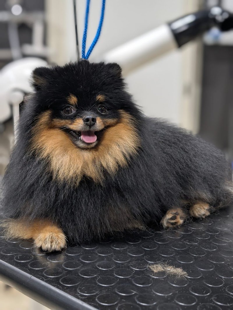 PeTS Grooming - Foto 6