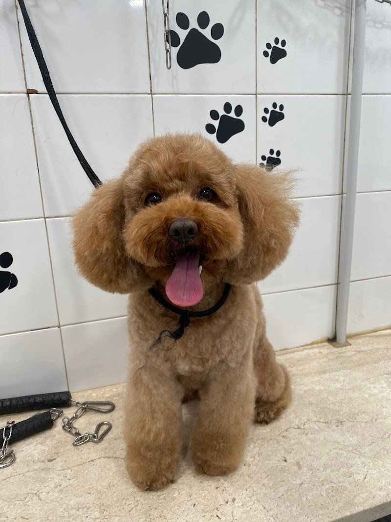 Pet'S Grooming Style di Soddu Francesca - Foto 1