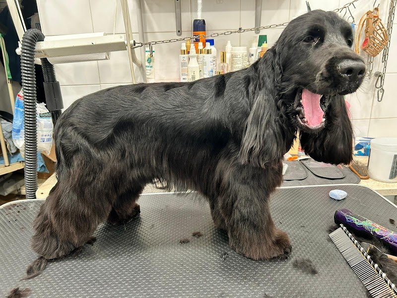 Pet'S Grooming Style di Soddu Francesca - Foto 2