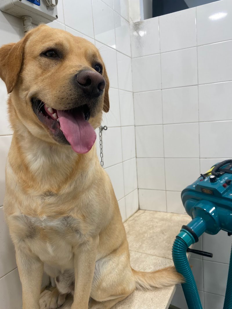 Pet'S Grooming Style di Soddu Francesca - Foto 6