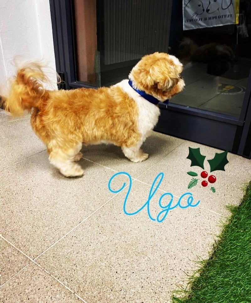 Pets Life Italy - Foto 3