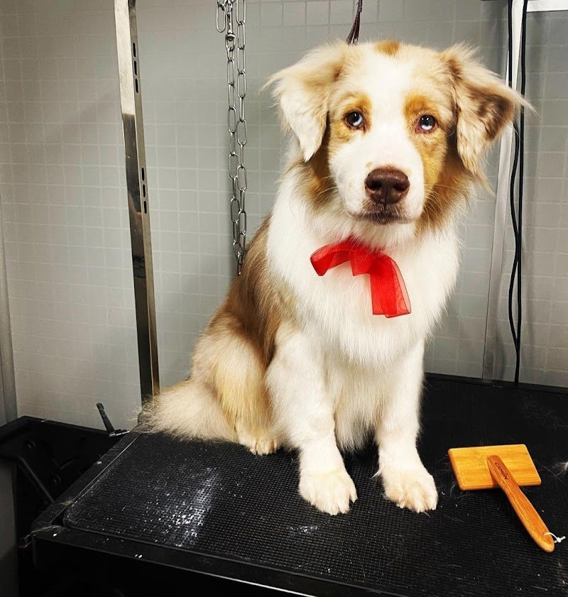 Pets Life Italy - Foto 4