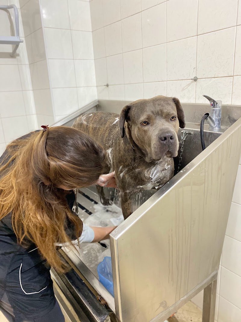 Pet’s paradise - Foto 2