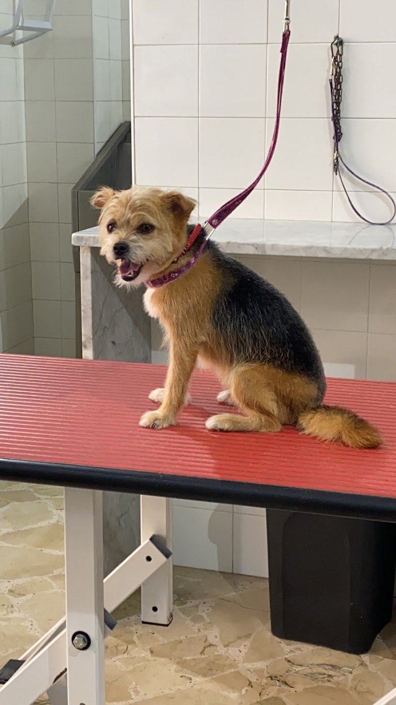 Pet’s paradise - Foto 3