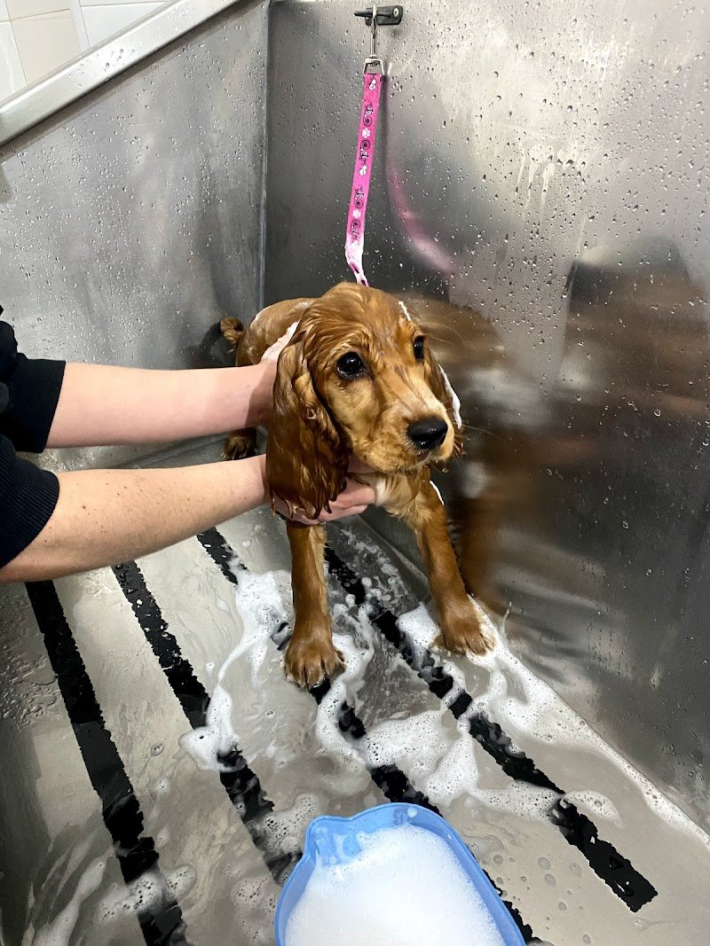 Pet’s paradise - Foto 4