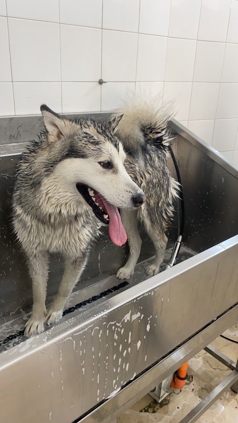 Pet’s paradise - Foto 5