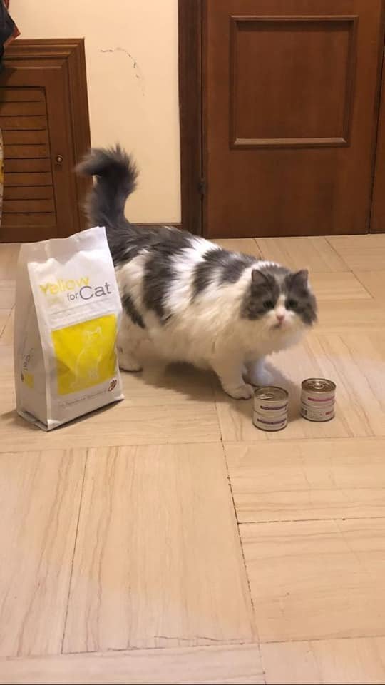 Pet's Planet Perugia: Shop & Toelettatura - Foto 4