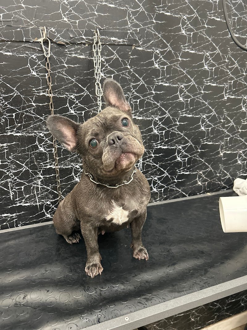 PetsAColori | Toelettatura di Serena Lonardo - Foto 2