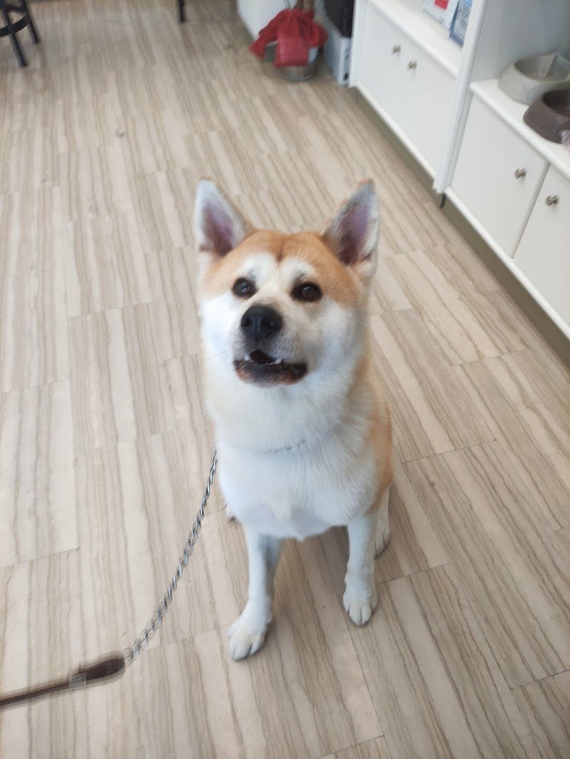 PetsAColori | Toelettatura di Serena Lonardo - Foto 4