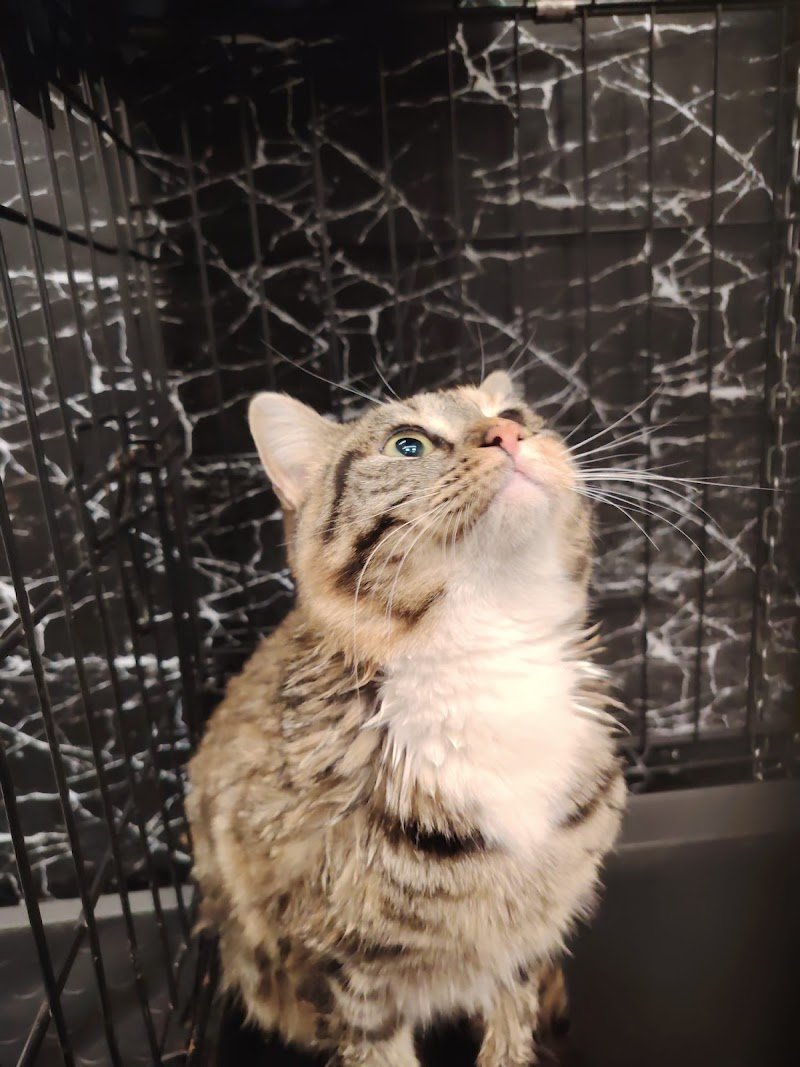 PetsAColori | Toelettatura di Serena Lonardo - Foto 6