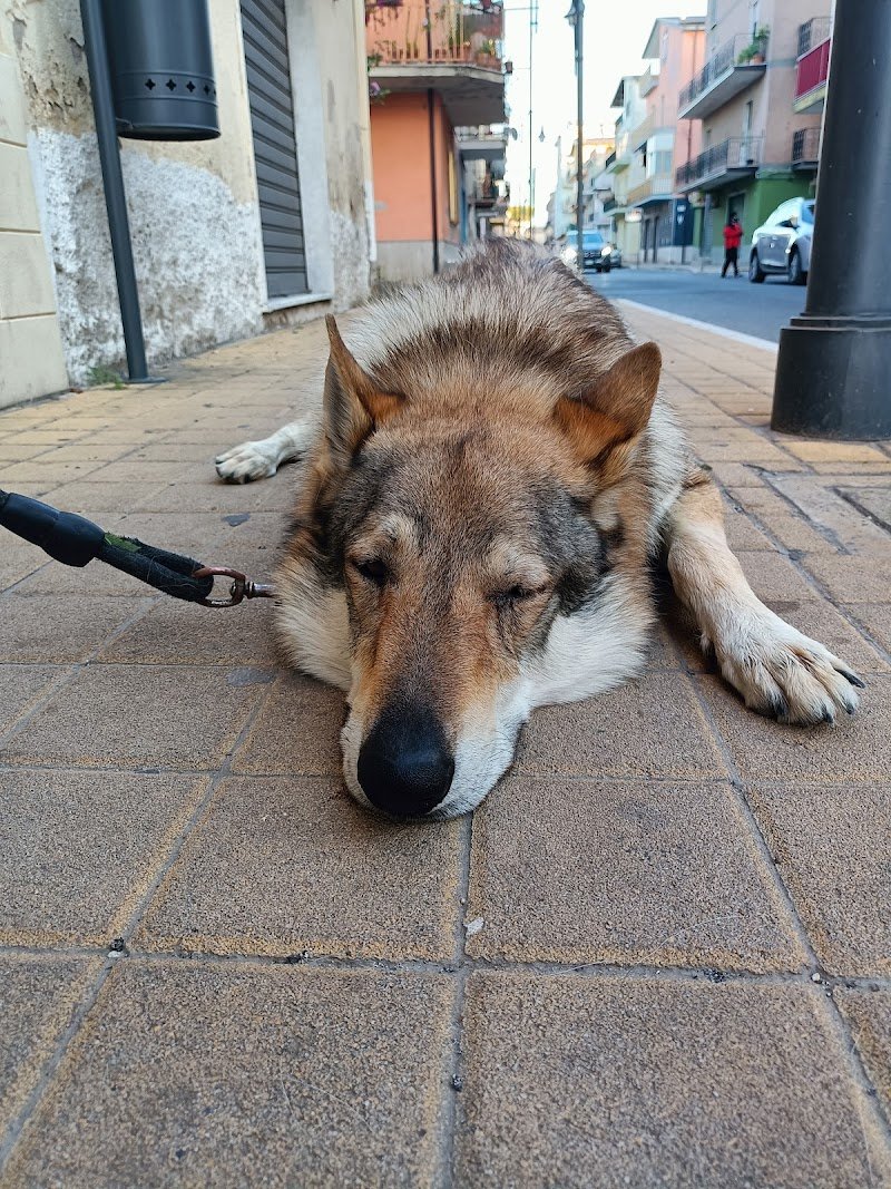 Petshop e Toelettatura IO & MARLEY La Grotta Vincenzo - Foto 2