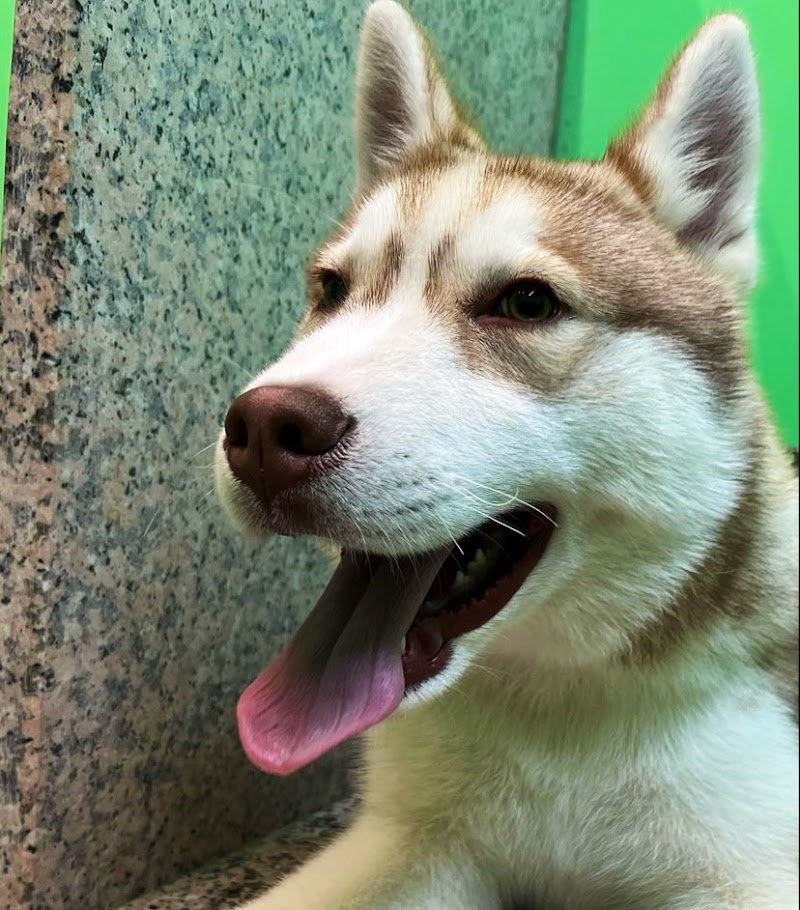 Petshop e Toelettatura IO & MARLEY La Grotta Vincenzo - Foto 3