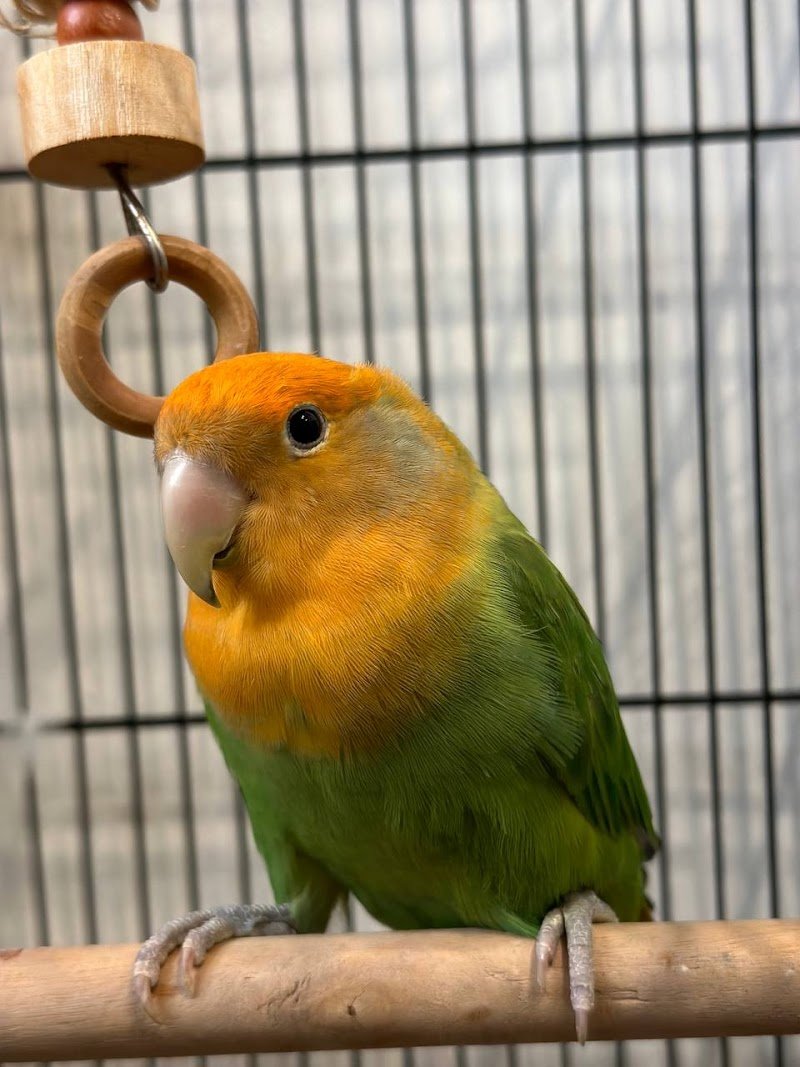 Petshop e Toelettatura IO & MARLEY La Grotta Vincenzo - Foto 5