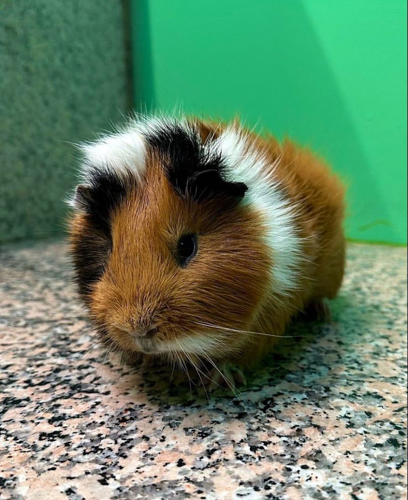 Petshop e Toelettatura IO & MARLEY La Grotta Vincenzo - Foto 6