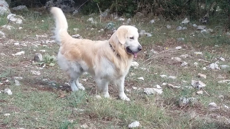 Pettinamìs - Foto 2