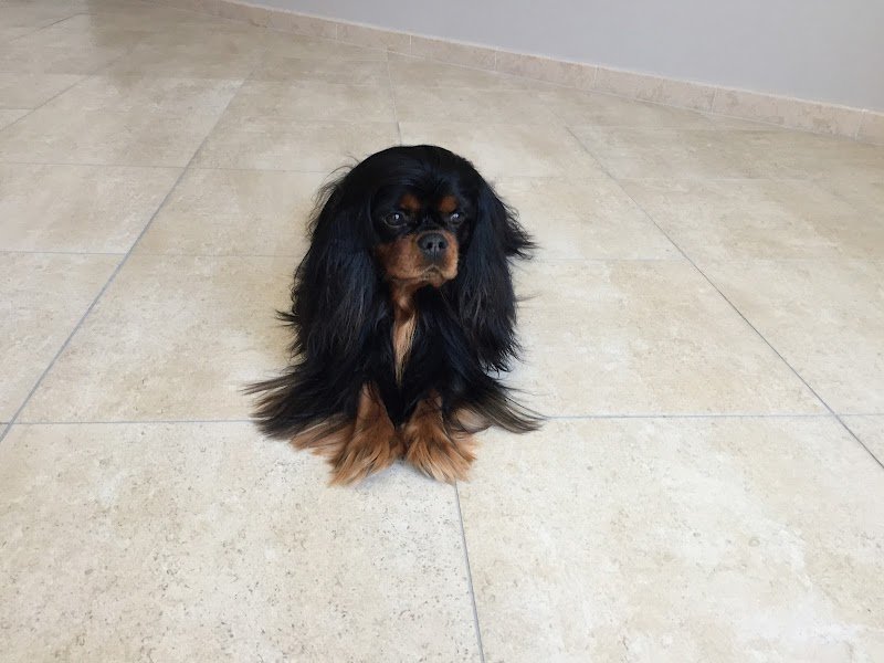 Pettinamìs - Foto 4