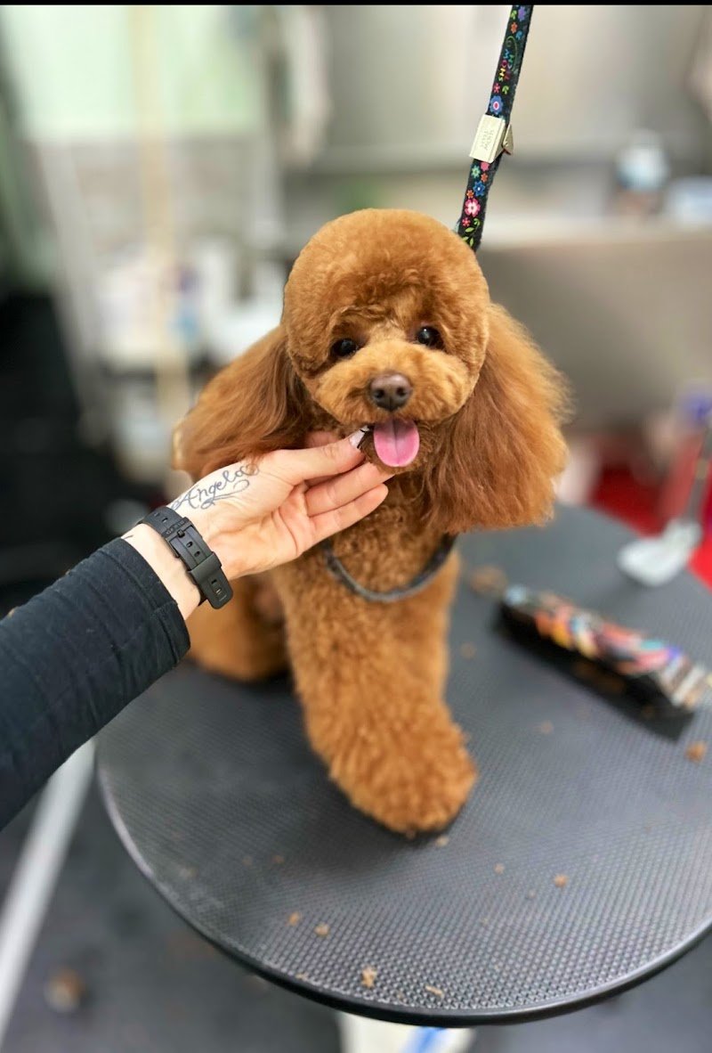 Pettiniamoci di Dente Chiara - Foto 1