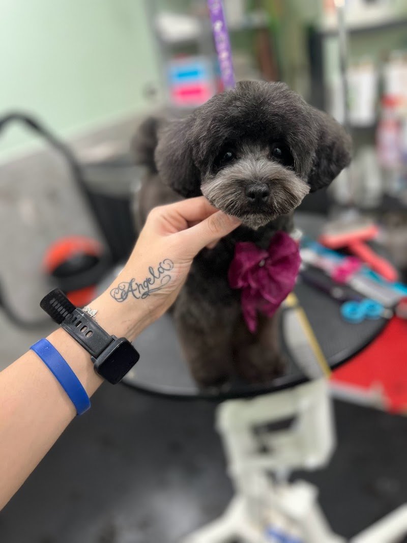 Pettiniamoci di Dente Chiara - Foto 3