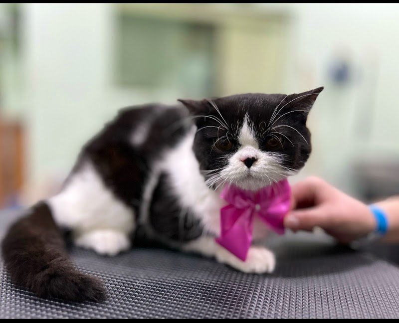 Pettiniamoci di Dente Chiara - Foto 4