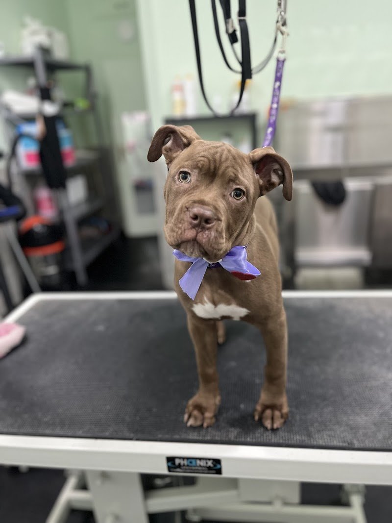 Pettiniamoci di Dente Chiara - Foto 2