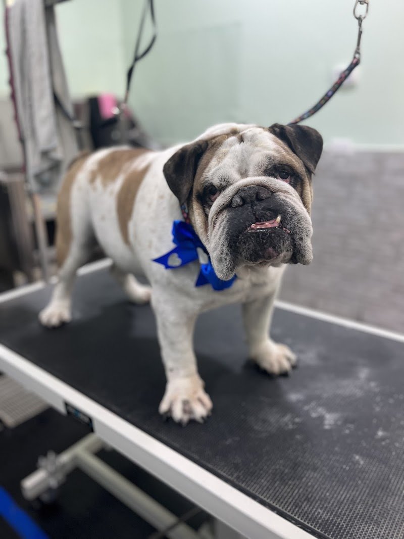 Pettiniamoci di Dente Chiara - Foto 5