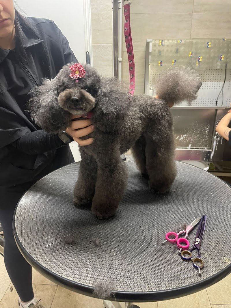 Pettiniamoci di Dente Chiara - Foto 6