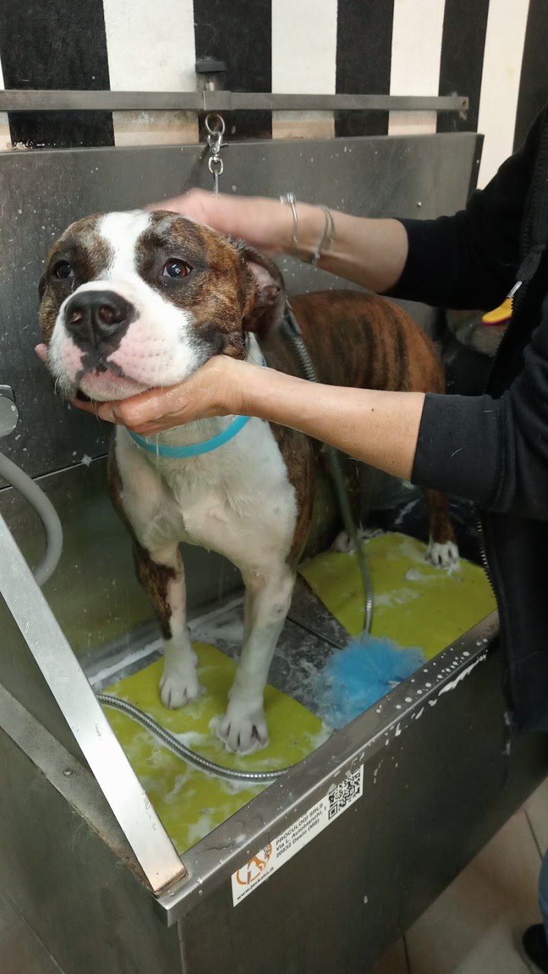 PETtiniamoci toelettatura cani e gatti - Foto 1