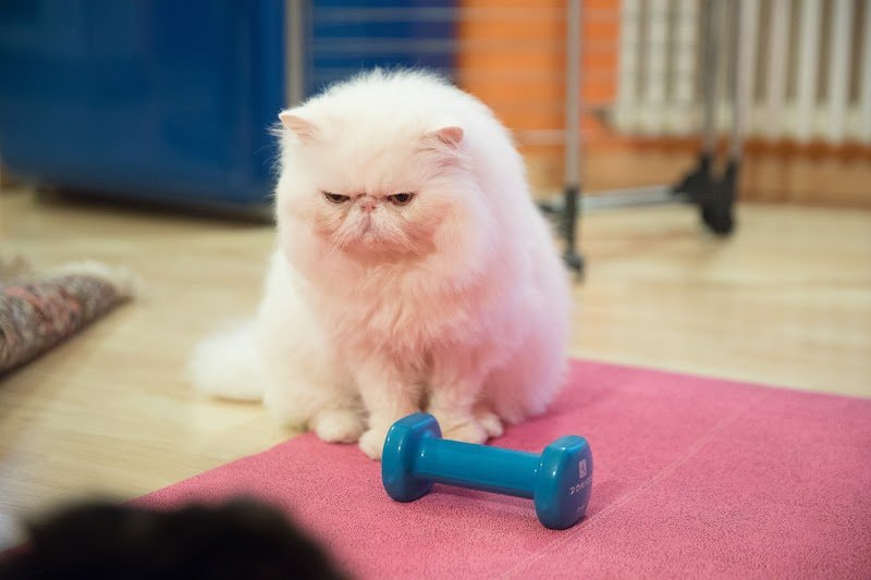 PETtiniamoci toelettatura cani e gatti - Foto 2