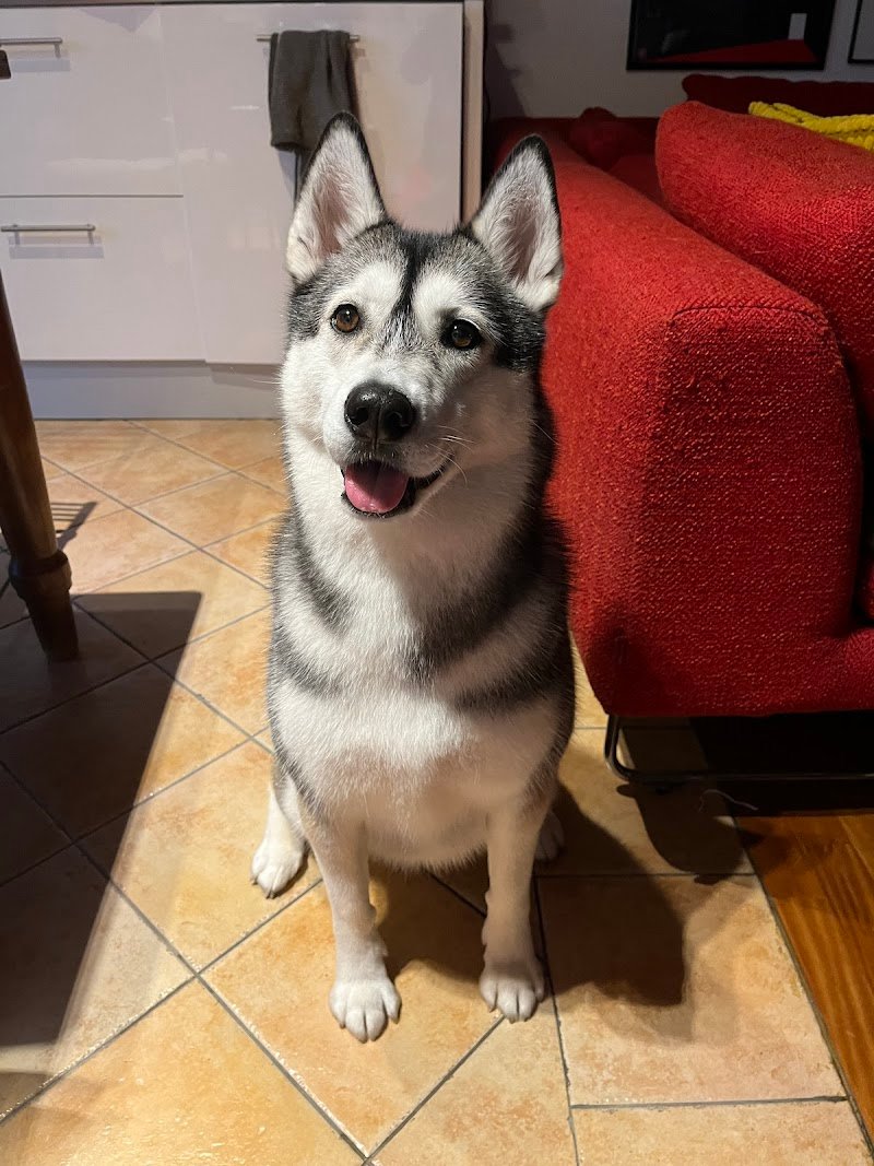 PETtiniamoci toelettatura cani e gatti - Foto 3