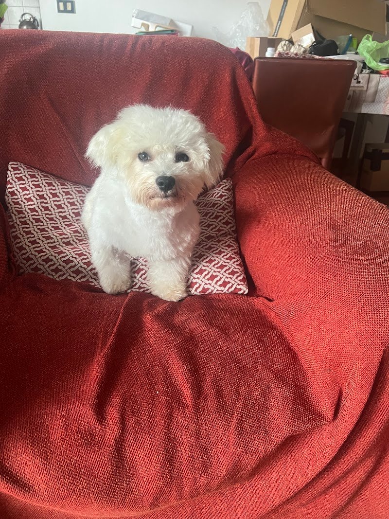 PETtiniamoci toelettatura cani e gatti - Foto 4