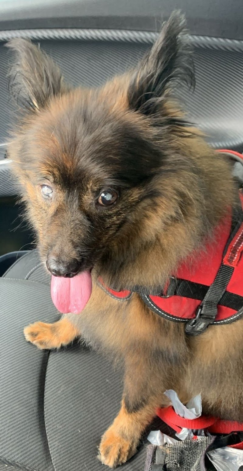 PETtiniamoci toelettatura cani e gatti - Foto 5