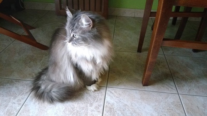 PETtiniamoci toelettatura cani e gatti - Foto 6