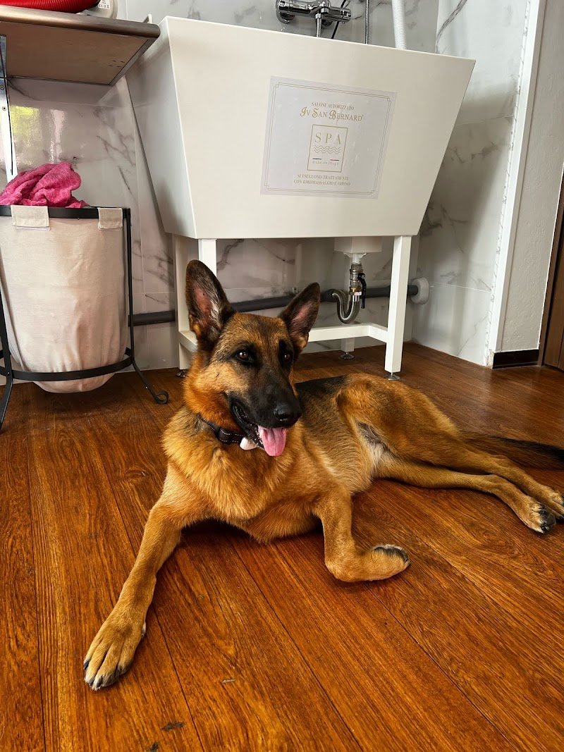 PETtiniamoli | Toelettatura a Bologna | Trattamenti per animali domestici, Spa per cani e gatti - Foto 2