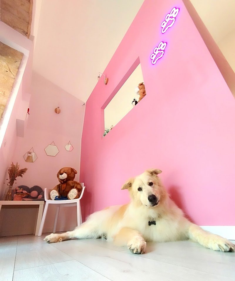 PETtiniamoli Toelettatura - Foto 1