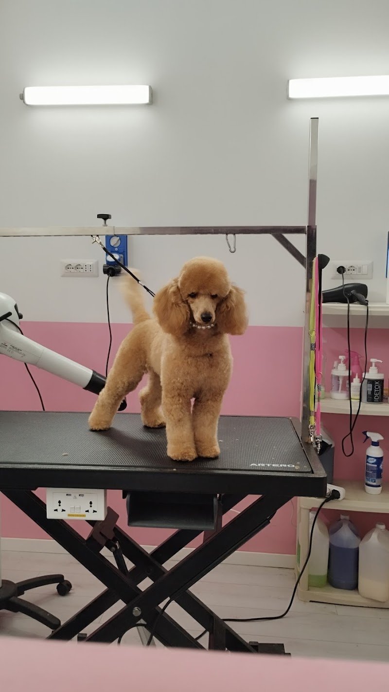 PETtiniamoli Toelettatura - Foto 2