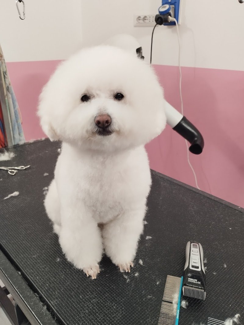 PETtiniamoli Toelettatura - Foto 3