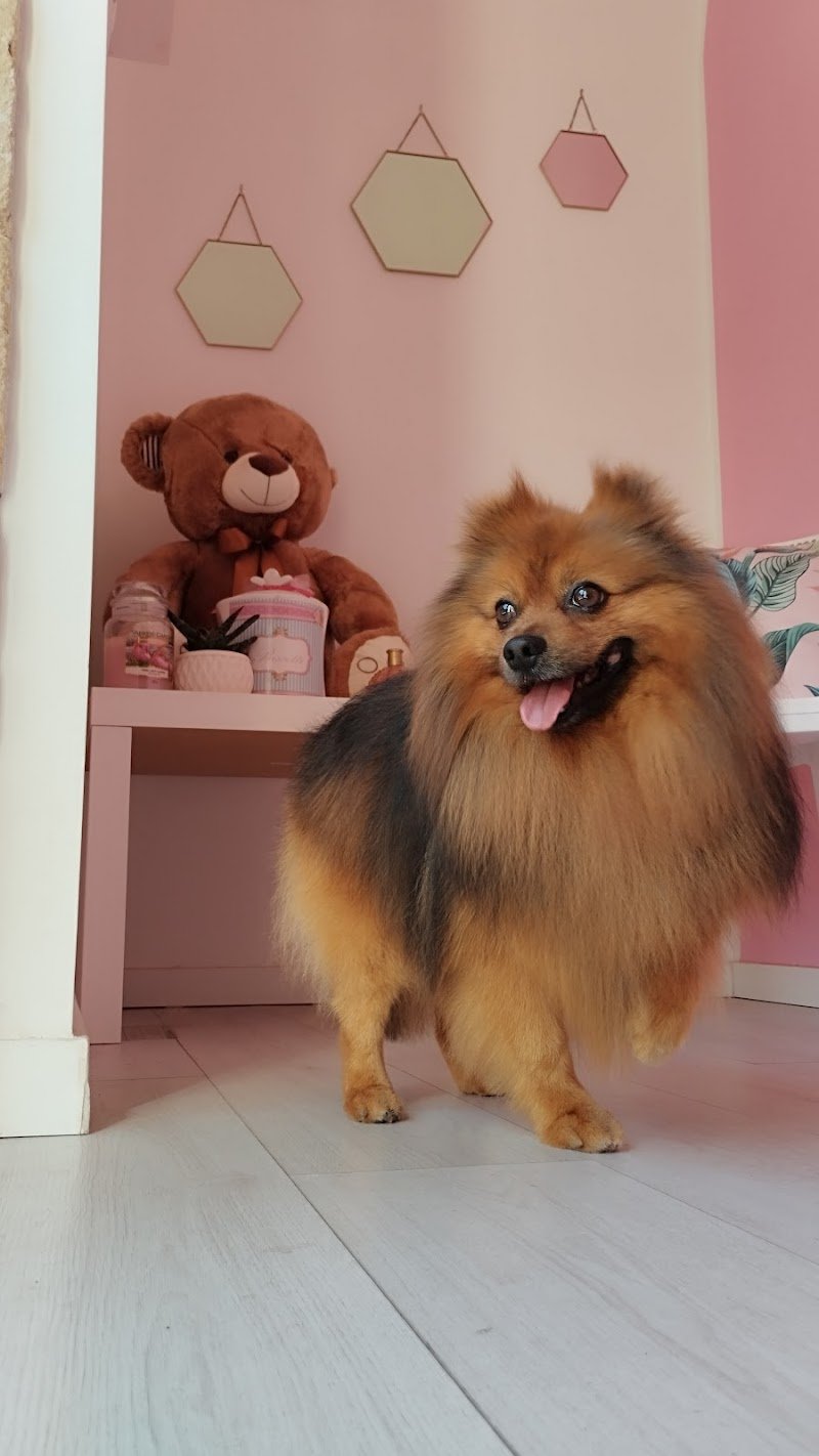 PETtiniamoli Toelettatura - Foto 4