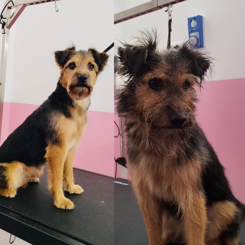 PETtiniamoli Toelettatura - Foto 5