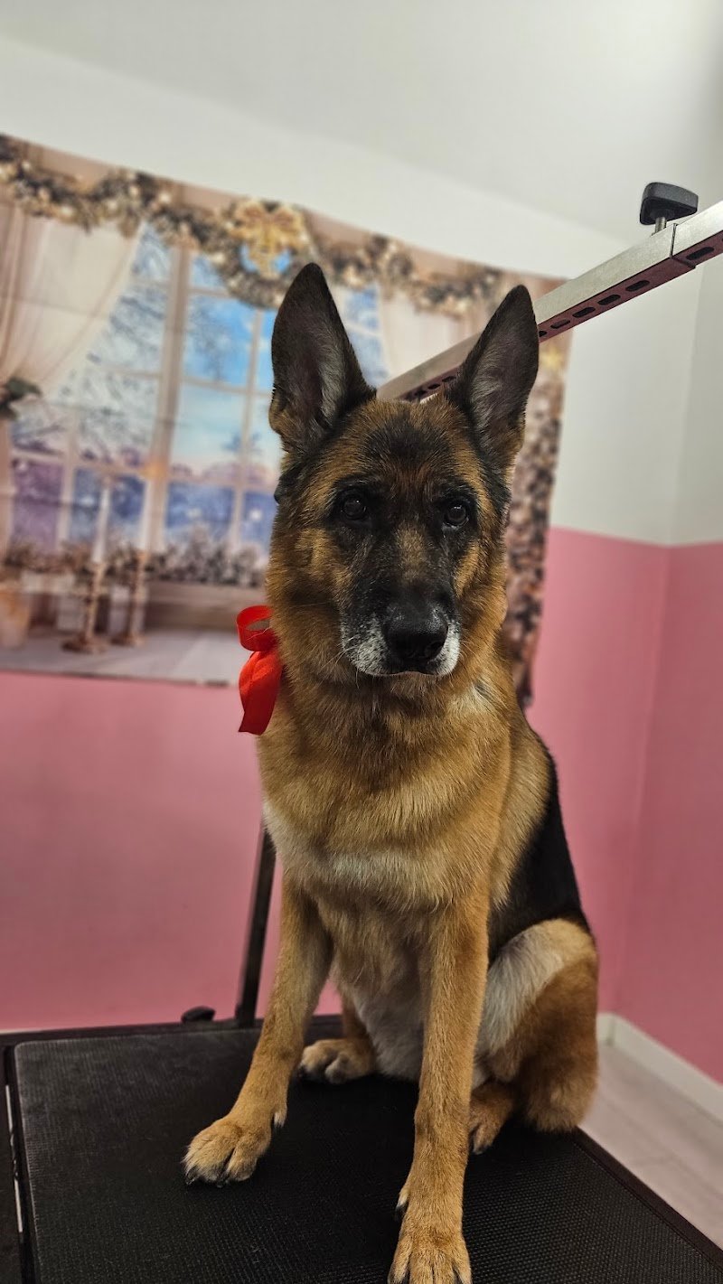 PETtiniamoli Toelettatura - Foto 6