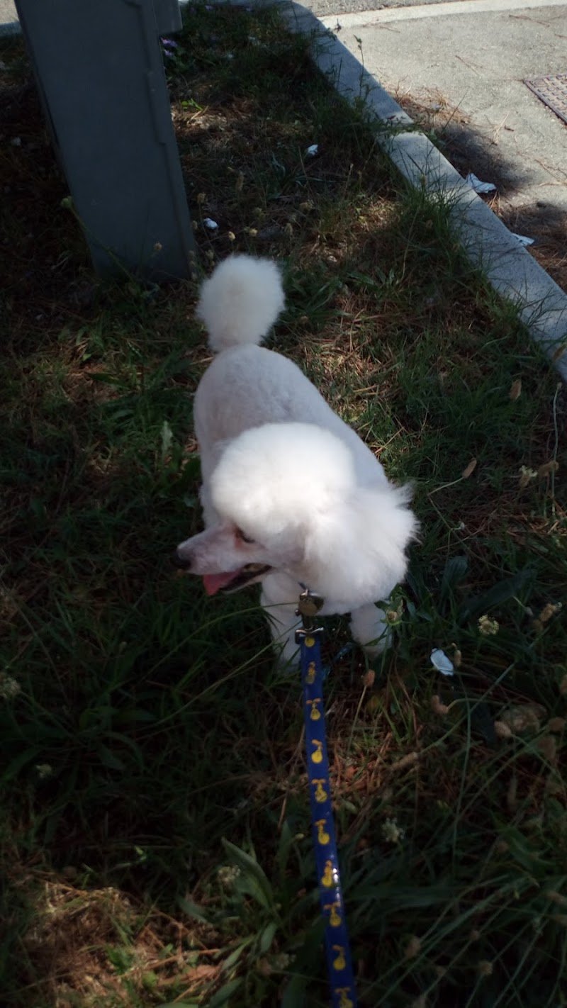 Pianeta 4 Zampe - Foto 1