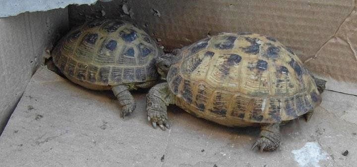 Pianeta Animale - Foto 5