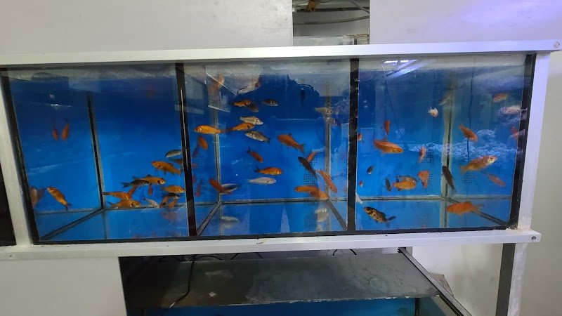 Pianeta Animali S.A.S. Di Serra Giuliano - Foto 6