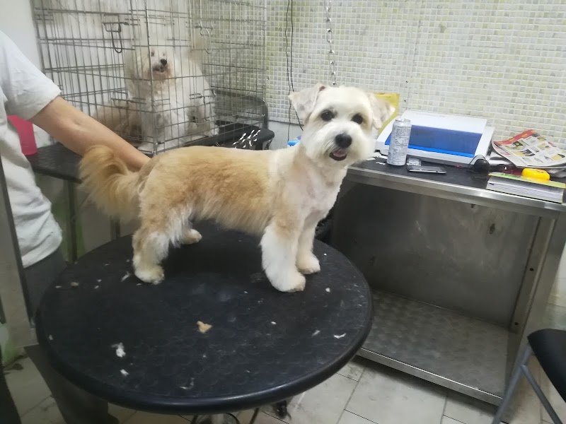 Pianeta Animali Toelettatura - Foto 1