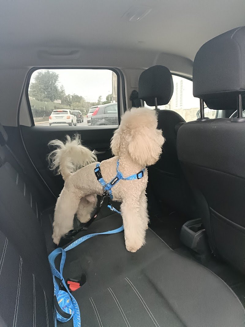 Pianeta Animali Toelettatura - Foto 3