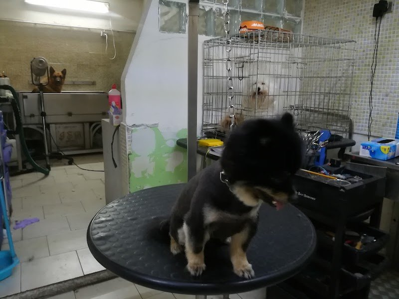 Pianeta Animali Toelettatura - Foto 4