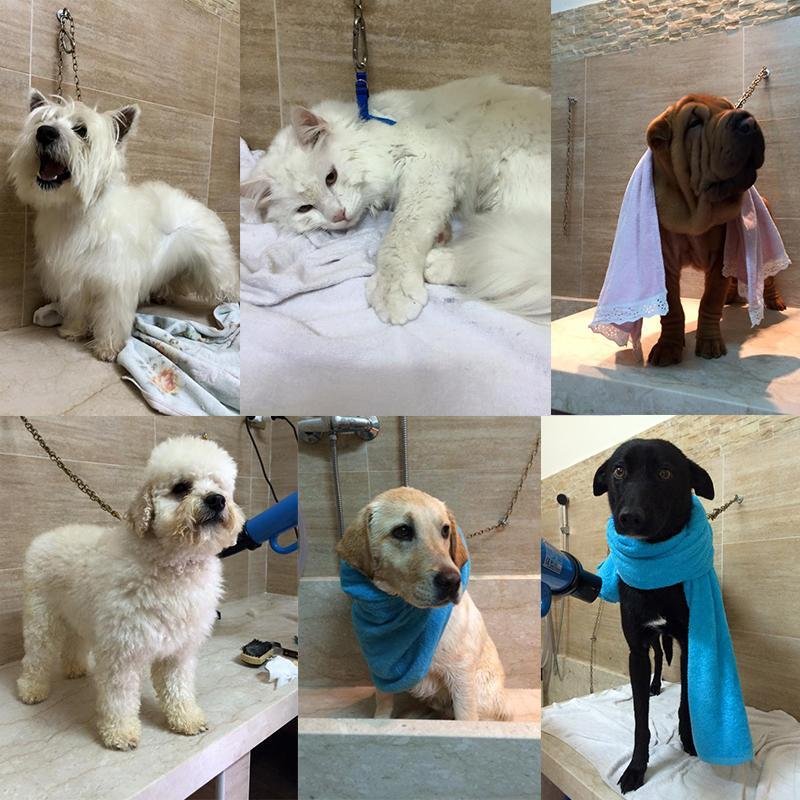 Pianeta Cane Pistoia - Foto 1