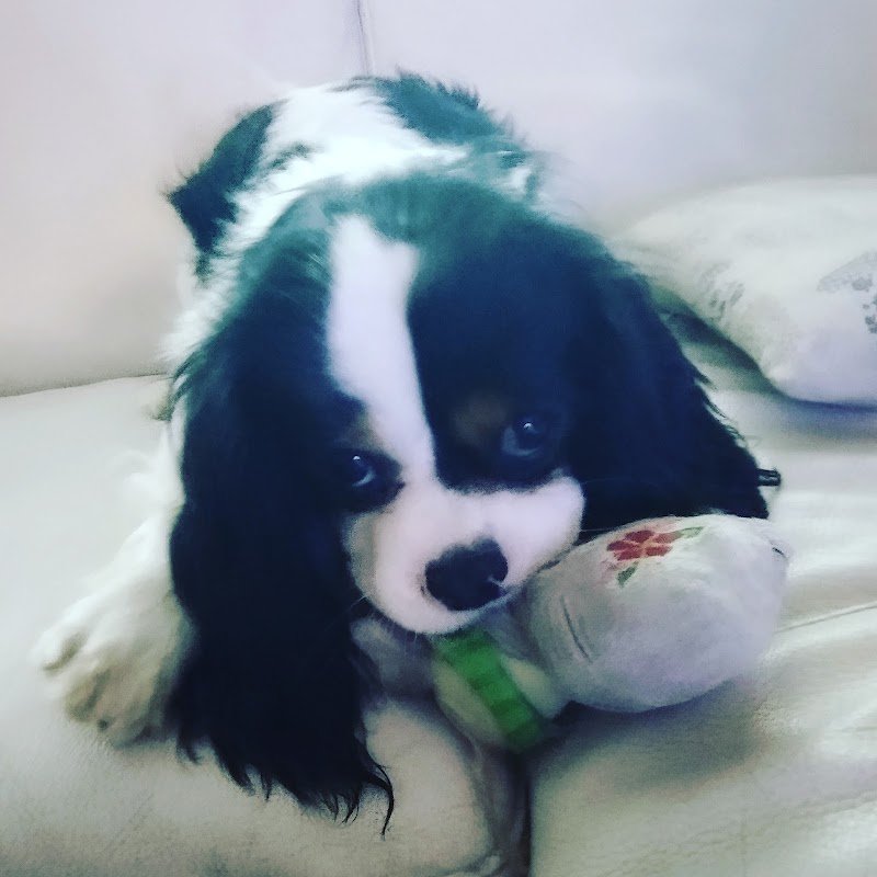 Pianeta Cane Pistoia - Foto 2