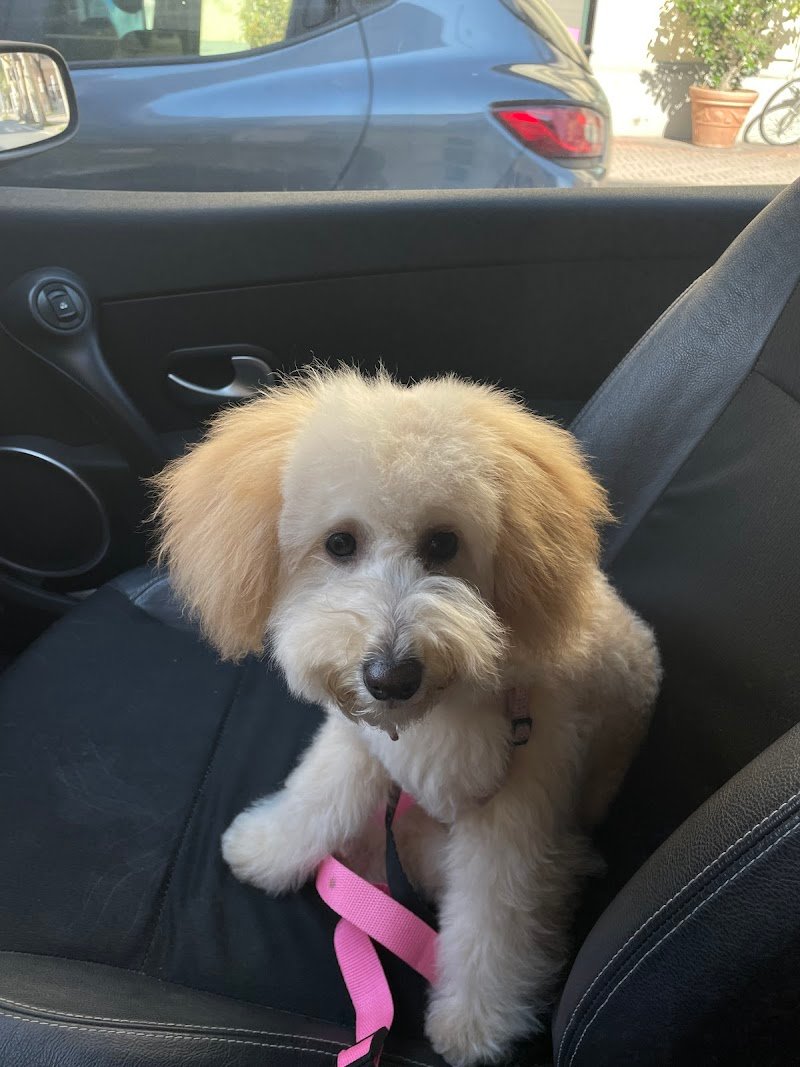 Pianeta Cane Pistoia - Foto 4