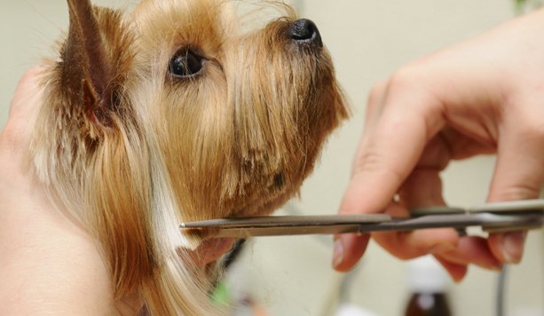 Pianeta Cane Pistoia - Foto 5